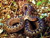 Alburzi viper (Vipera eriwanensis)