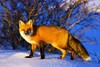 Red fox (Vulpes vulpes)