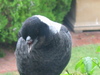 Australian Magpie with missing top beak