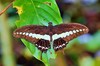 Banded swallowtail (Papilio demolion)