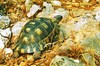 Marginated tortoise (Testudo marginata)