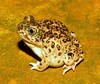 Western spadefoot toad (Spea hammondii)