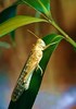 Desert locust (Schistocerca gregaria)