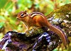 Siberian chipmunk (Tamias sibiricus)