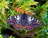 Cynthia's Fritillary (Euphydryas cynthia)