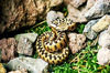 Black Sea viper (Vipera pontica)