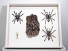 Framed Ornamental Tarantula Specimens