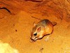 Anderson's gerbil (Gerbillus andersoni)