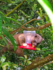 kinkajou-honey bear