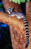 Ring-tailed lemur (Lemur catta)