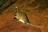 Plains mouse (Pseudomys australis)