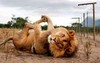 funny lion