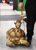 dog the turtle-rider