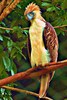 Philippine eagle (Pithecophaga jefferyi)