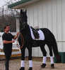 Mare Friesian Horse