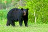 American black bear (Ursus americanus)