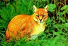 African golden cat (Felis aurata)