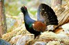 Western capercaillie (Tetrao urogallus)