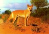 Dingo