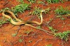 Black mamba (Dendroaspis polylepis)