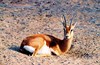 Dorcas gazelle (Gazella dorcas)