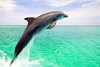 Bottlenose dolphin (Tursiops truncatus)