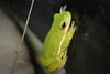 Hyla cinerea(Wake Forest, NC)