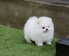 AKC Teacup-Size Pomeranian Puppies Available Text (701) 660-2572