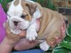 Healthy English Bulldog Puppies call or text at (405) 757-6399