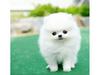 Charming Teacup Pomeranian Puppies Available Text (701) 660-2572