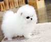 Charming Teacup Pomeranian Puppies Available Text (701) 660-2572