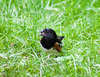 wildlife -- Eastern Towhee (Pipilo erythrophthalmus)