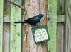 wildlife - Common Grackle (Quiscalus quiscula)