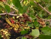 Jorō Spider (Nephila clavata) / Korean: 무당거미