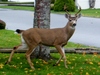 magnificent buck - white-tailed deer (Odocoileus virginianus)