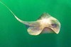 Pelagic Stingray (Pteroplatytrygon violacea)