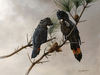 wildlife art - red-tailed black cockatoo (Calyptorhynchus banksii)