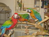 Healthy Macaw Parrots