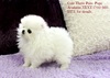 Sweet Little Gift Pomeranian Puppies Ready Text (701) 660-2572.