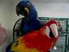 Lovely macaw Ready to Go