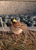 fat bird -- yellow-throated bunting (Emberiza elegans)