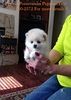 WoW***T-Cup Pomeranian Puppies Ready Text (701) 660-2572.