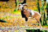 Mouflon