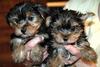 AKC Reg Teacup Yorkie puppies Ready Text (609) 807-2598