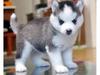 Pure Bred Full Pedigree Siberian Husky Pups