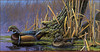 Panthera 0607 Tim Schultz Backwater Splendor