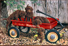Panthera 0614 Jerry Gadamus Chocolate Covered Dandelions