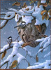 Panthera 0623 Jerry Gadamus Paper Chase