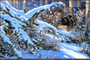 Panthera 0628 Derk Hansen Silence of the North