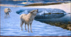 Panthera 0641 Lee Kromschroeder Along the Watch